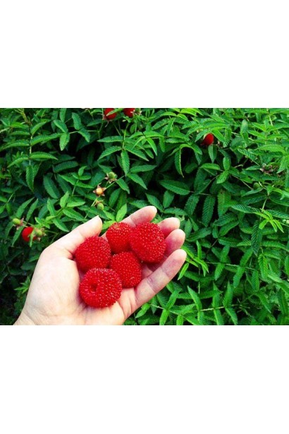 сунична малина